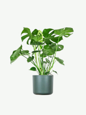plants ecommerce product featured img 14 plants ecommerce product featured img 14
