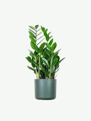 plants ecommerce product featured img 16 plants ecommerce product featured img 16