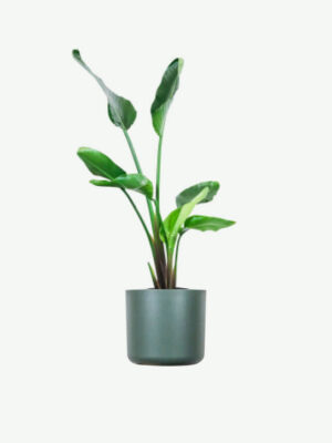 plants ecommerce product featured img 4 plants ecommerce product featured img 4