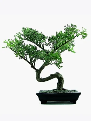 product image 2 optimized