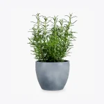 product image 5 optimized